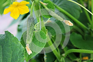 Cucumbers closeup in the garden