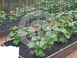 cucumbers covered with black material