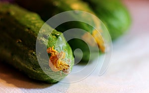 Cucumbers, cucumbers picked from the garden