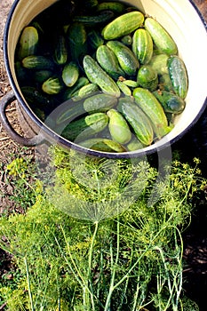 Cucumbers and fennel prepared for preservation