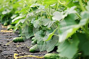 Cucumbers Flourishing on Biological Fiber Mats