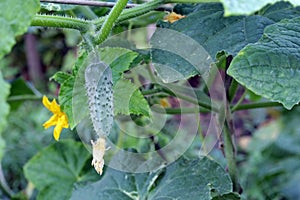 Cucumbers in the garden in the village.