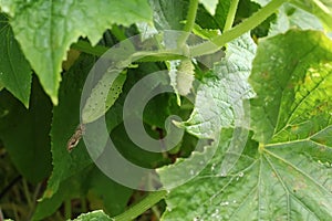 Cucumbers in a garden in the village. Scourge of cucumbers on the grid. The bed of cucumbers in the open air