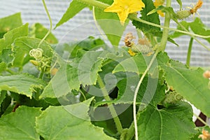 Cucumbers in a garden in the village. Scourge of cucumbers on the grid. The bed of cucumbers in the open air