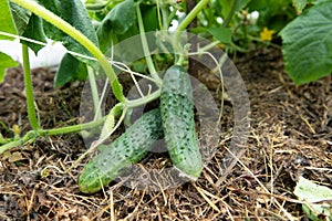 Cucumbers in a garden in the village. Scourge of cucumbers on the grid. The bed of cucumbers in the open air. Free space