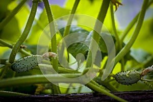 Cucumbers gherkins growing in garden