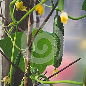 Cucumbers in the greenhouse.