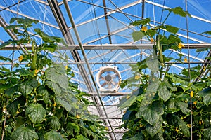 cucumbers in a greenhouse, a climate fan, growing vegetables