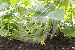 Cucumbers grow in the garden