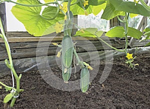 Cucumbers grow on a vertical bed in the greenhouse