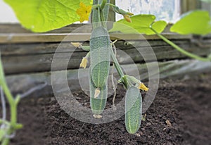 Cucumbers grow on a vertical bed in the greenhouse. Close-up.