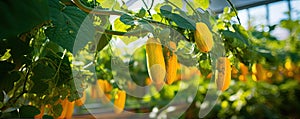 Cucumbers growing on branches with yellow flowers. Fresh Cucmber banner