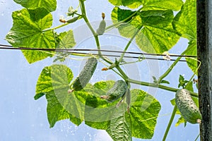 Cucumbers growing in the greenhouse.