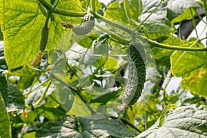 Cucumbers growing in the greenhouse.