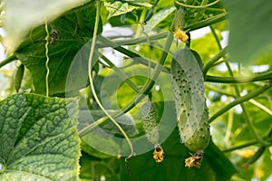 Cucumbers growing in the greenhouse.