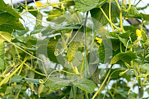 Cucumbers growing in the greenhouse.