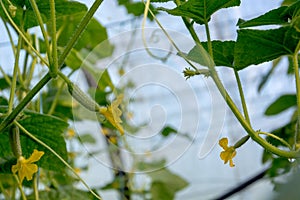 Cucumbers growing in the greenhouse.