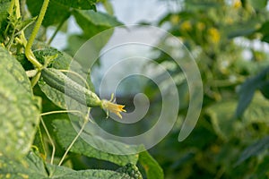 Cucumbers growing in the greenhouse.