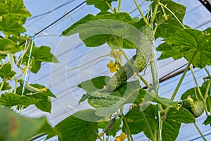 Cucumbers growing in the greenhouse.