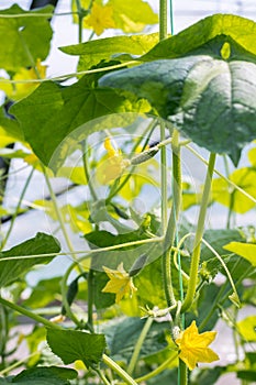 Cucumbers growing in the greenhouse.