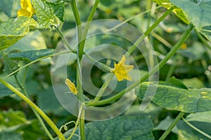 Cucumbers growing in the greenhouse.