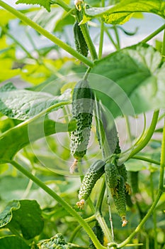 Cucumbers growing in the greenhouse.