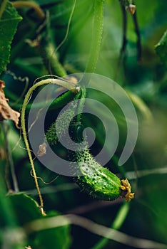 Cucumbers Growing On The Vine In Hothouse