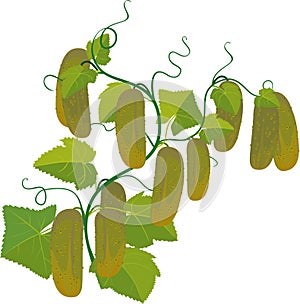 Cucumbers growing on vines