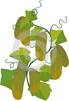 Cucumbers growing on vines