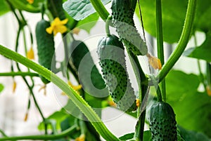 Cucumbers grown in greenhouse, organic homesteading, homegrown vegetables