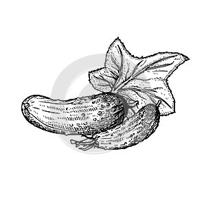 Cucumbers hand drawn sketch style. Fresh farm market whole cucumbers with leaf. Detailed vector illustration