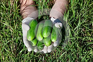 Cucumbers in the hands of a man in latex gloves