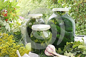 Cucumbers and ingredients for pickling them, healthy food concept. The process of making marinades at home. Cucumbers, dill,