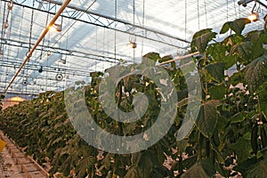 Cucumbers in modern dutch greenhouse