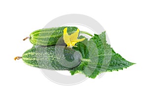 Cucumbers organic with cucumber leaves. Small cucumbers isolated on white background