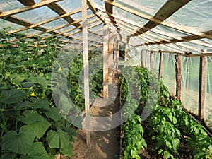 Cucumbers and peppers in greenhouse