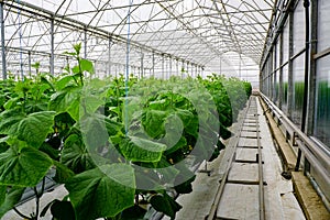 Cucumbers plants in the greenhouse