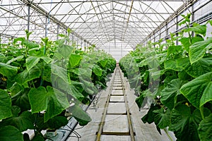 Cucumbers plants in the greenhouse