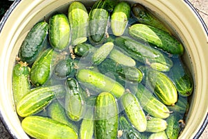 Cucumbers prepared for preservation