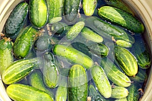 Cucumbers prepared for preservation