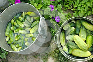 Cucumbers prepared for preservation