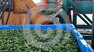 Cucumbers in the processing plant