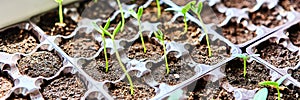 Cucumbers, pumpkin, watermelon seedling growing in cultivation tray. Web banner size 3 in 1 crop