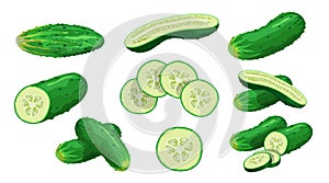 Cucumbers set. Whole, halved, sliced cucumbers. Fresh green cucumbers. Organic vegetables. Best for menu, market designs.