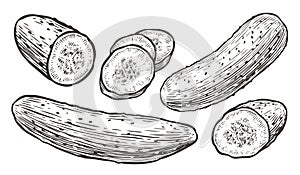 Cucumbers sketch. Vegetables, natural food vector illustration