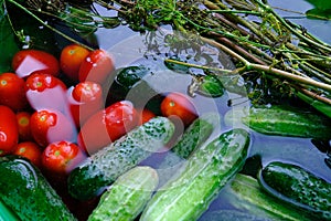 The cucumbers, tomatoes, and dill are ready for pickling once they have been picked.