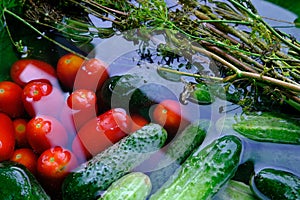 The cucumbers, tomatoes, and dill are ready for pickling once they have been picked.