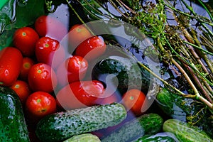 The cucumbers, tomatoes, and dill are ready for pickling once they have been picked.