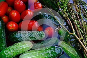 The cucumbers, tomatoes, and dill are ready for pickling once they have been picked.