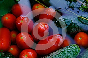 The cucumbers, tomatoes, and dill are ready for pickling once they have been picked.